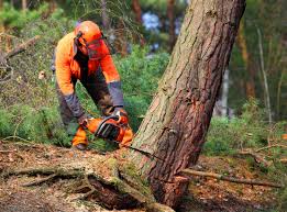 Best Leaf Removal  in North Auburn, CA
