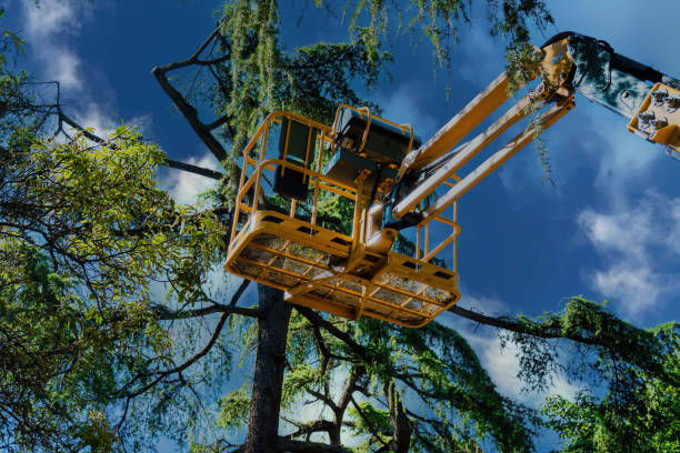 Best Tree Health Inspection  in North Auburn, CA