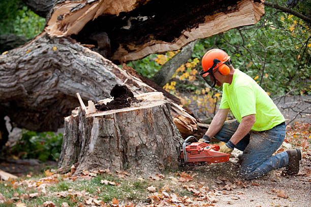 Best Tree Trimming and Pruning  in North Auburn, CA