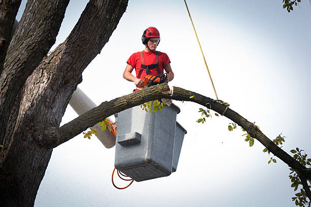 Best Hazardous Tree Removal  in North Auburn, CA