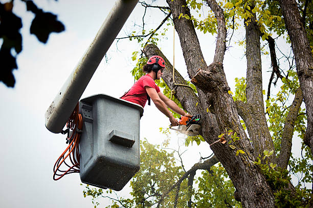 Best Tree Removal  in North Auburn, CA
