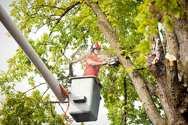Best Tree Preservation Services  in North Auburn, CA