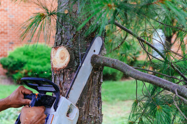 Best Emergency Tree Removal  in North Auburn, CA